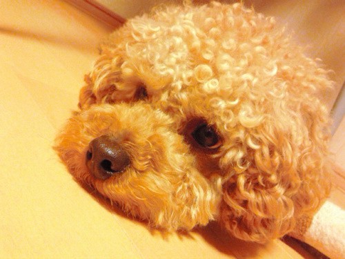 台風の日にやってきた、トイプーの風太