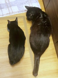 小梅ちゃん（左）と先住猫の小鉄くん（右）（画像提供：千代蔵さん）