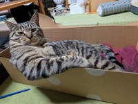 （きゃしゃ～んさん提供）