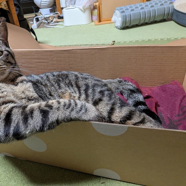 （きゃしゃ～んさん提供）