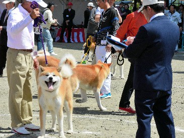 りりしい秋田犬、１７０頭勢ぞろい　ハチ公の故郷・大館