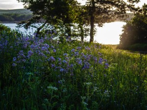 仲良しの両親から夢見る結婚。恋愛を知らない私は、神様に良縁を祈る