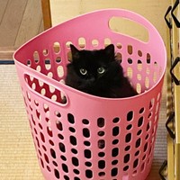 カゴの中に入って顔をのぞかせるさぬき丸さん（画像提供：さぬいちさん）