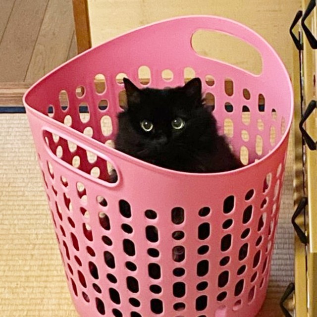 カゴの中に入って顔をのぞかせるさぬき丸さん（画像提供：さぬいちさん）