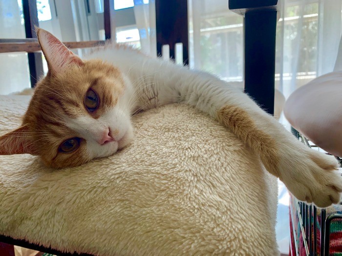 不思議なごろりん