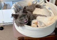 くまくんとふくちゃん（提供：犬と猫と下僕さん）