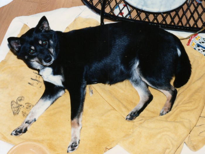 名古屋の家で。ネネは不思議な子で、突然、謎の断食が始まってシェイプアップしたかと思えばリバウンドして太る、を繰り返しました。病院へ連れて行っても異常なし。この写真は太っていた時期のもの