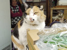 常連さんにはニャーニャー甘えてスリスリ　みんなを笑顔にする青果店の4代目看板猫