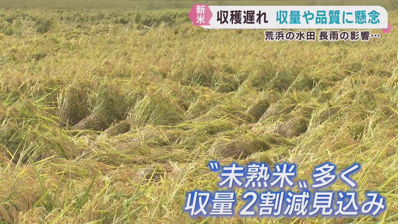 米の収穫に遅れ　収量や品質に懸念も　長雨の影響