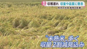 米の収穫に遅れ　収量や品質に懸念も　長雨の影響