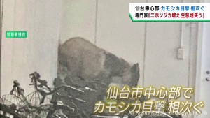 仙台市中心部でカモシカ目撃相次ぐ　生息地失ったか