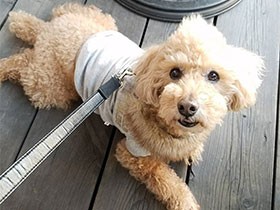 キラキラな目のトイプー「パム」、テラスでランチ