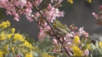 メジロも遊びに♪　河津桜とミモザが一足早く競演　香川・小豆島