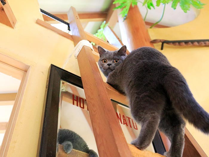 僕が部屋を案内してあげる！