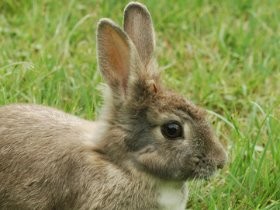 動物が快適に暮らせる社会とは　映画「ズートピア」で考えたこと