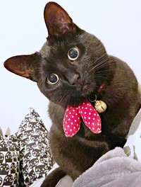 「大丈夫？」飼い主さんを気遣うあずきちゃん（画像提供：しゃも&黒猫あずきさん）
