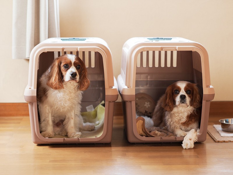 「僕たち自分の部屋があるんだ。テレビはないけどね」（小林写函撮影）