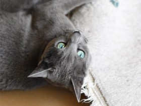 吸い込まれそうなグリーンの瞳　ロシアンブルーの「あずみ」