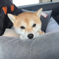 大きな黒い瞳（画像提供：豆柴モモさん ※動画よりキャプチャ）