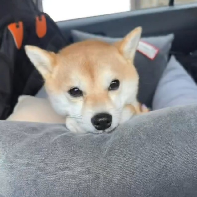 大きな黒い瞳（画像提供：豆柴モモさん ※動画よりキャプチャ）