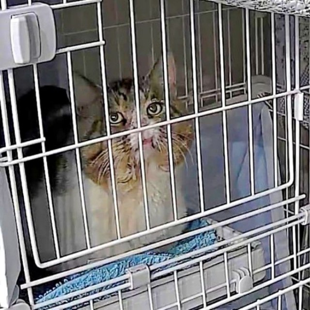 保護後、ケージの中から周囲を見つめるボブくん（画像提供：元野良猫ボブさん）