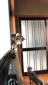 少し遅れて本堂の入り口へやって来た兄猫／禅桂寺さん（@ogaki.zenkeiji）提供
