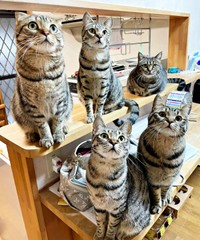 同じキトラ柄だけれど表情や顔つきに個性があふれています（画像提供：はるとさん）