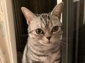 スマホが、大好きな韓流スターよりこの子の写真でいっぱいに　アメショー「LUNA」