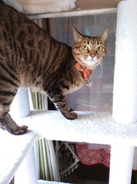 キャットタワー大好き＝gatita_himawariさん提供