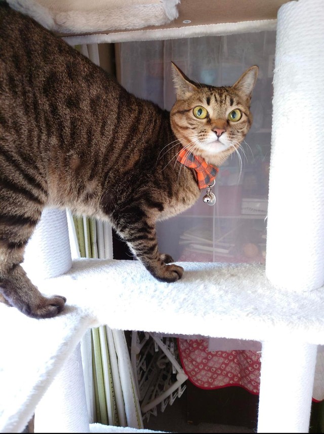 キャットタワー大好き＝gatita_himawariさん提供