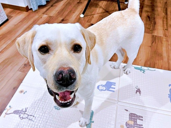 輝く笑顔がキュートなテリーくん（画像提供：テリー ラブラドールさん）