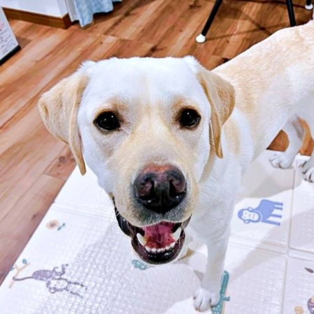 輝く笑顔がキュートなテリーくん（画像提供：テリー ラブラドールさん）