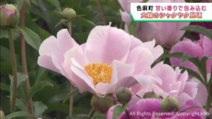 初夏を彩るシャクヤクが見頃　宮城・色麻町