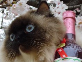 花見猫ハイジ、飼い主と患者を癒やして１７年　地震も乗り越え