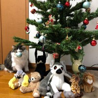 ぬいぐるみに紛れるぬいぐるみのようなぱんくん