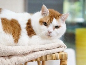 看板猫はフロントにでーんと座ってお出迎え　預かりもする銭湯