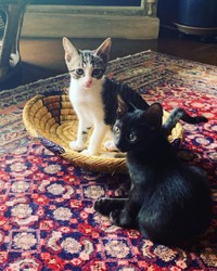 寄り添う兄弟＝am___catsさん提供