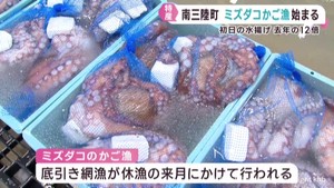 特産のミズダコ漁が始まる　前年を大幅に上回る水揚げ　宮城・南三陸町