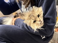 抱っこは苦手なしらすちゃん。困惑顔もキュート（画像提供：しらす どんぐり はんぺんさん）