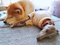 寄り添ってすやすや眠る（左から）ニコラくんとレオンくん（画像提供：きむちょさん）