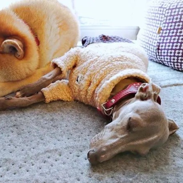 寄り添ってすやすや眠る（左から）ニコラくんとレオンくん（画像提供：きむちょさん）