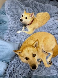 毛布の上でくつろぐパフィちゃん（奥）とココアくん（手前）（画像提供：誠樹ナオさん）