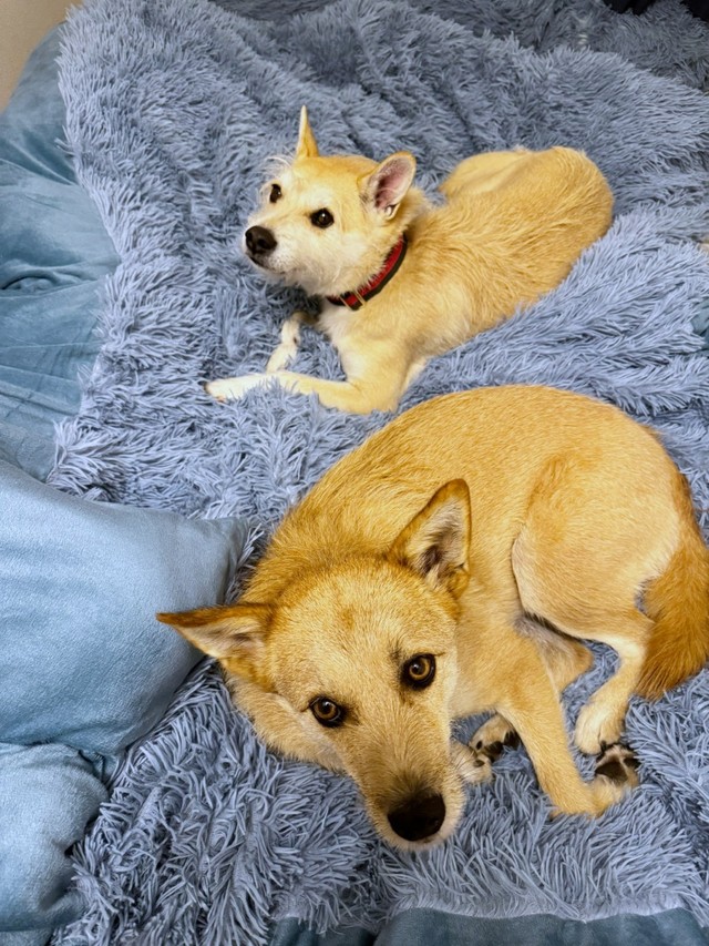 毛布の上でくつろぐパフィちゃん（奥）とココアくん（手前）（画像提供：誠樹ナオさん）