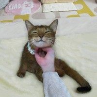 あ～、極楽だにゃ～