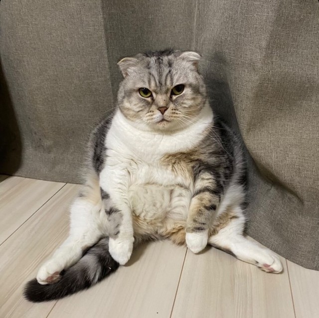 気が向いたらお返事しますよ（提供）