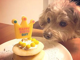 手作りケーキでおめでとう！　愛犬の誕生日に誓う「一病息災」