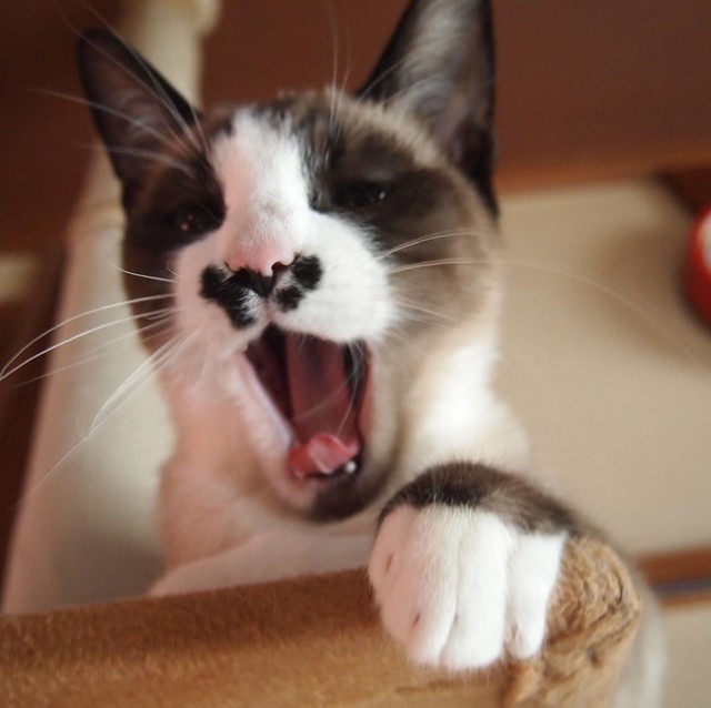 大あくびは幸せの証