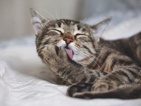猫が体をなめ続けたり布を食べたりするとき　常同障害という病気かも、薬で治療可能