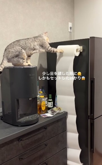 カランカランッと音がするので振り向いたらこれ・・・（飼い主さん提供、Instagramよりキャプチャ撮影）