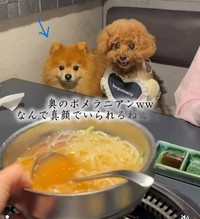 真顔のポメラニアン（「먹순이 미엘｜犬連れ韓国旅行🇰🇷」さん提供、Instagramよりキャプチャ撮影）